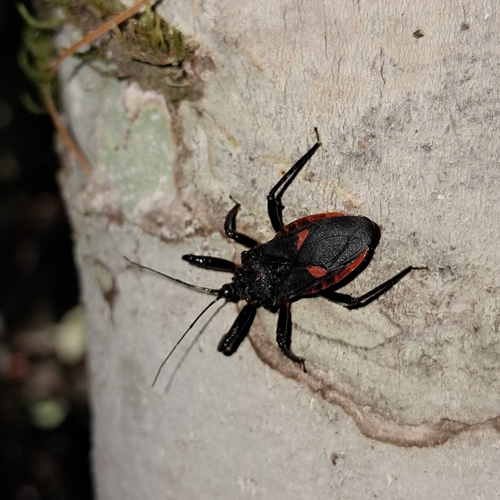 Micrauchenus lineola