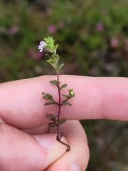Euphrasia micrantha