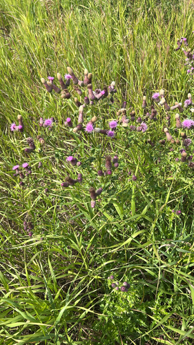 creeping thistle