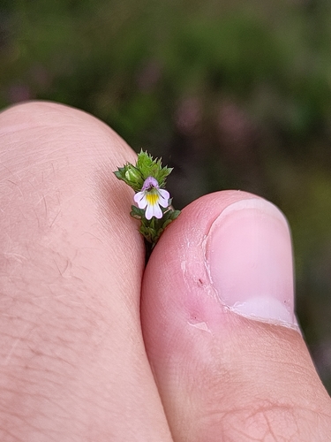 Euphrasia micrantha, photograph 2