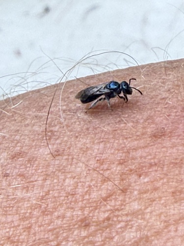 Deep-blue Sweat Bee