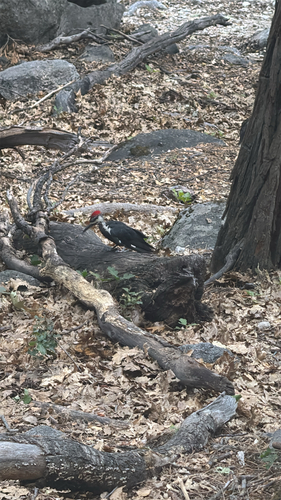iNaturalist observation photo of Pileated Woodpecker