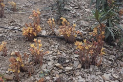 Aphyllon fasciculatum