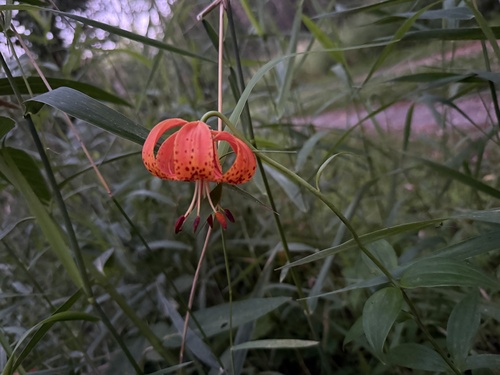 Michigan lily