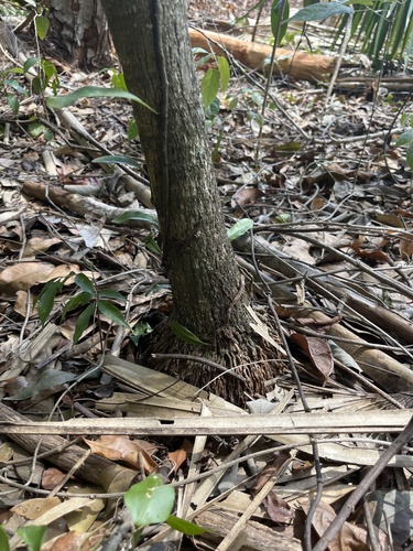Coccothrinax readii, photo 13