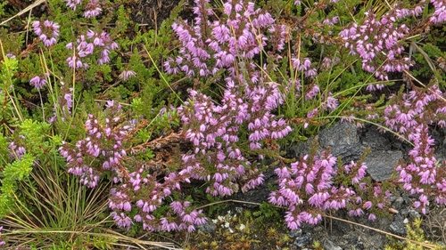 common heather