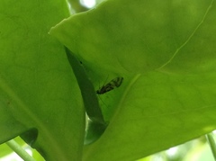 Graphopsocus cruciatus