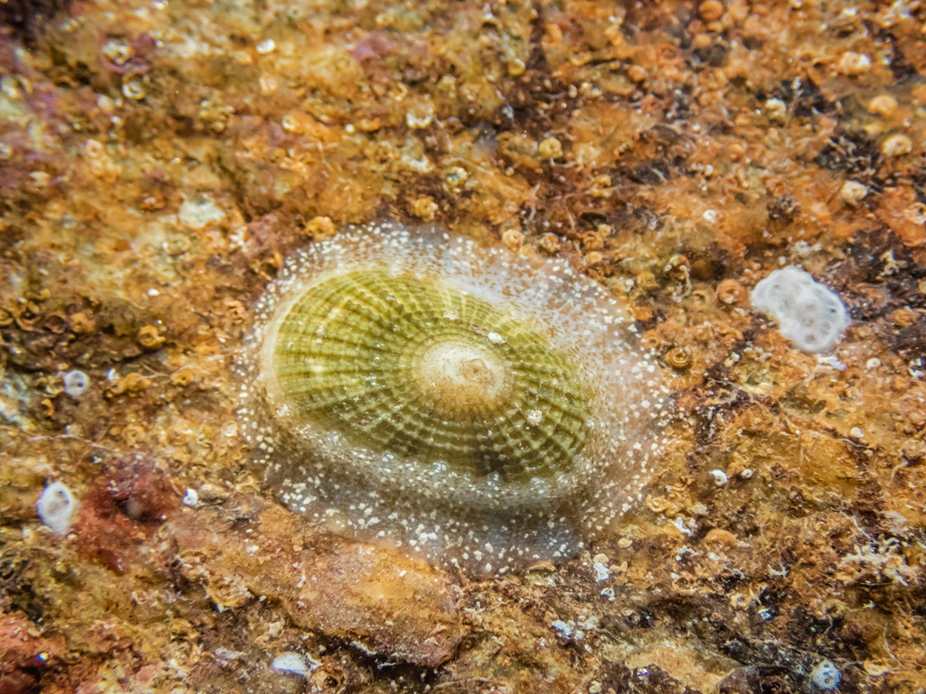 Diodora giannispadai