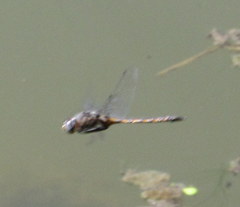 Epitheca petechialis