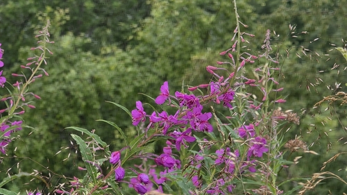 fireweed