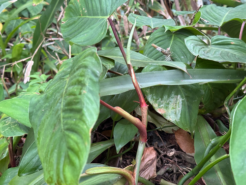 Philodendron ornatum, photograph 6