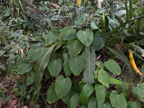 Philodendron ornatum, photograph 5