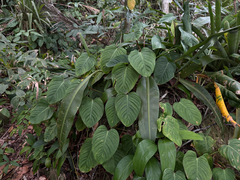 Philodendron ornatum, photograph (c) topeuna, some rights reserved (CC BY)