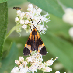 Dycladia emerita