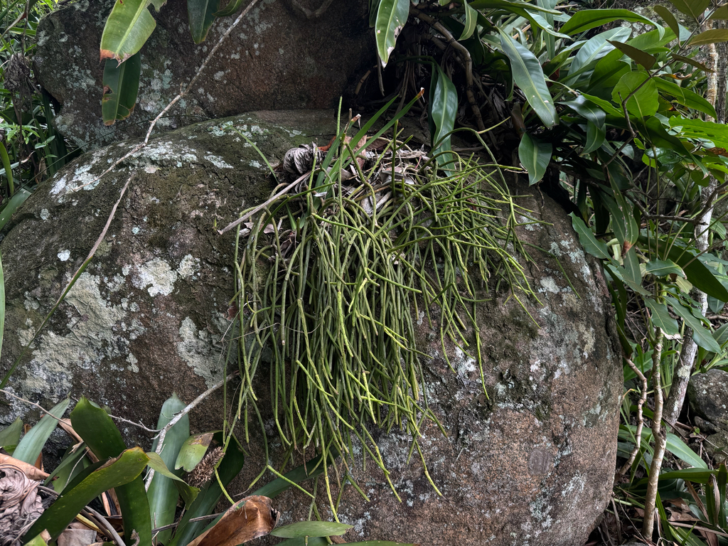 Rhipsalis grandiflora; photograph (c) topeuna, some rights reserved (CC BY)