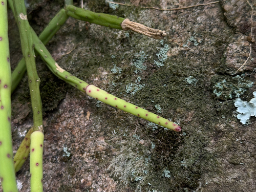 Rhipsalis grandiflora, photograph 4