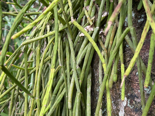 Rhipsalis grandiflora, photograph 3