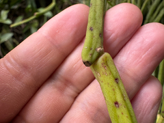 (c) topeuna, some rights reserved (CC BY) Rhipsalis grandiflora, photograph (c) topeuna, some rights reserved (CC BY)