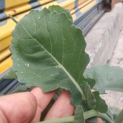Brassica