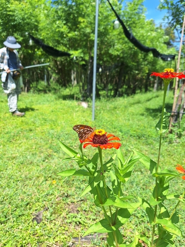 Gulf Fritillary
