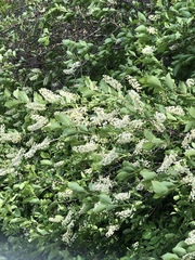 Itea