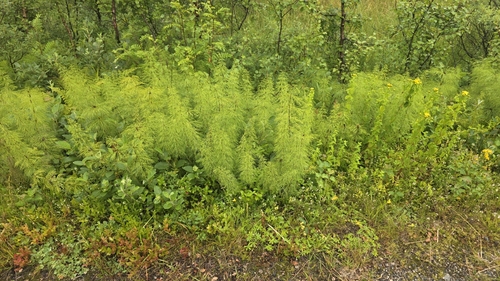 wood horsetail