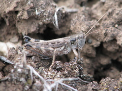 Melanoplus rugglesi