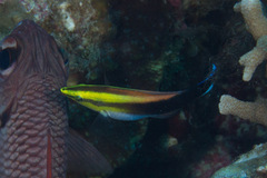 Labroides pectoralis