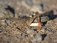 Spharagemon campestris