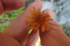 Agoseris aurantiaca, photograph author not stated, no rights reserved
