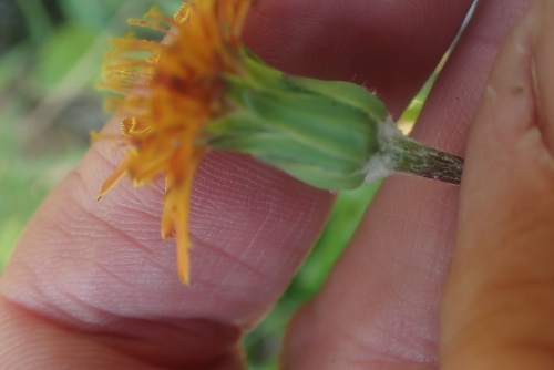 Agoseris aurantiaca, photograph 4