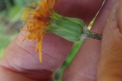 Agoseris aurantiaca, photograph author not stated, no rights reserved