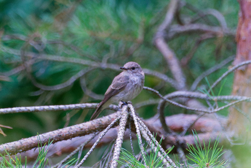 Spotted Flycatcher