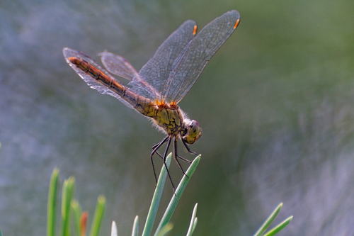 Ruddy Darter