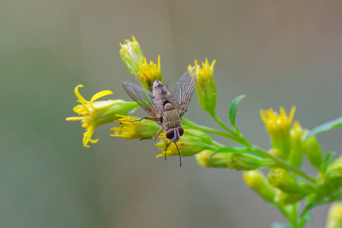 Prosena siberita