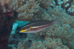 Stethojulis bandanensis