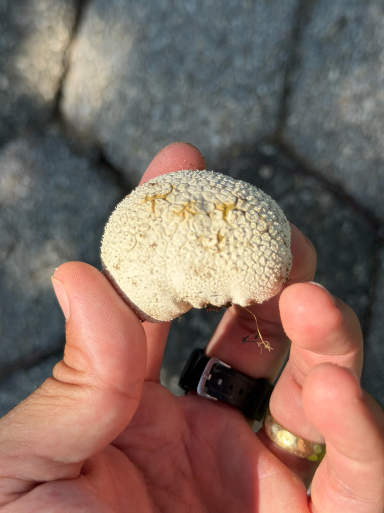 Peeling Puffball · August 2026 · photo: Photo: (c) Ryan F. Mandelbaum, some rights reserved (CC BY) · iNaturalist