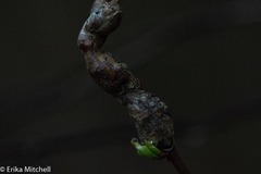 Neolasioptera cornicola