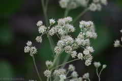 Hymenopappus artemisiifolius