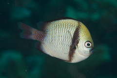 Dascyllus reticulatus
