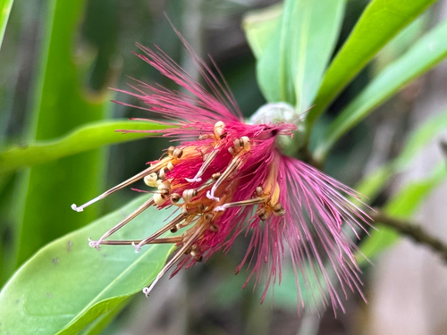 Stifftia fruticosa, photograph 4