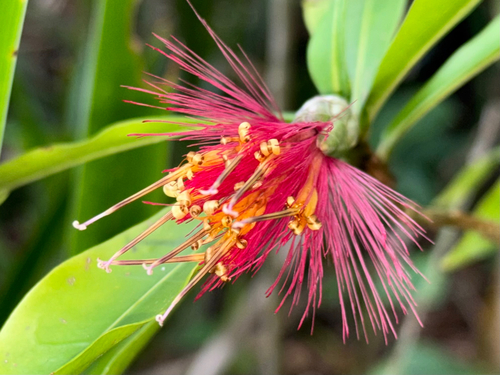 Stifftia fruticosa, photograph 5