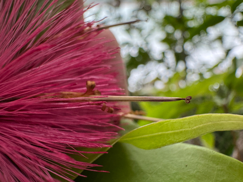 Stifftia fruticosa, photograph 3