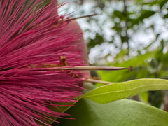 Stifftia fruticosa, photograph (c) topeuna, some rights reserved (CC BY)