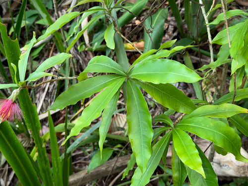 Stifftia fruticosa, photograph 6