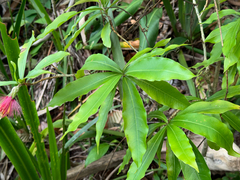 Stifftia fruticosa, photograph (c) topeuna, some rights reserved (CC BY)