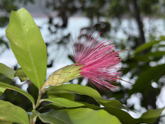 Stifftia fruticosa