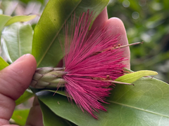 Stifftia fruticosa, photograph (c) topeuna, some rights reserved (CC BY)