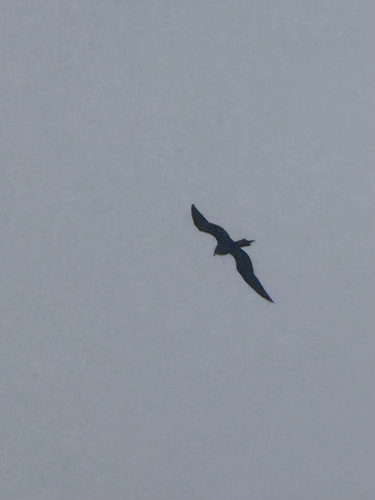 Parasitic Jaeger