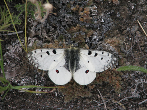 Rocky Mountain Parnassian
